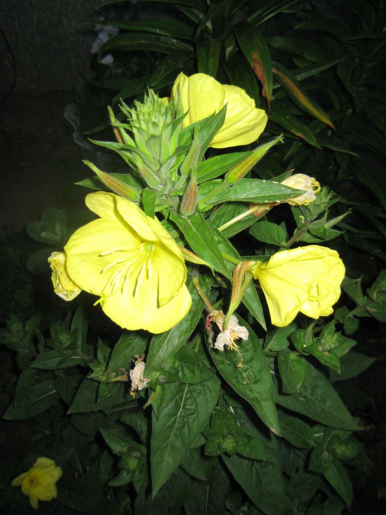 Изображение особи Oenothera glazioviana.
