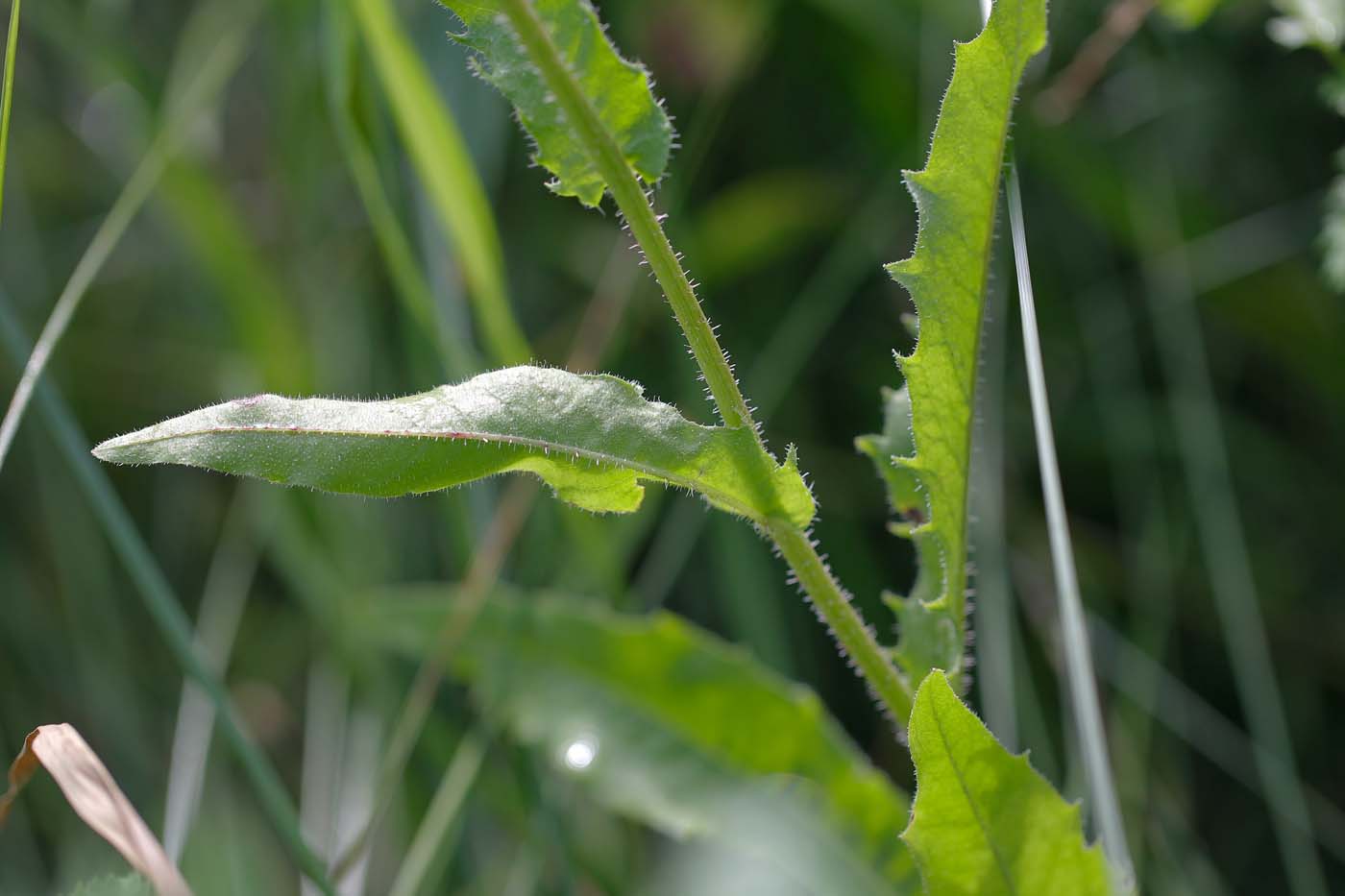 Image of Picris hieracioides specimen.