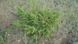Juniperus communis