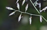 Festuca rubra