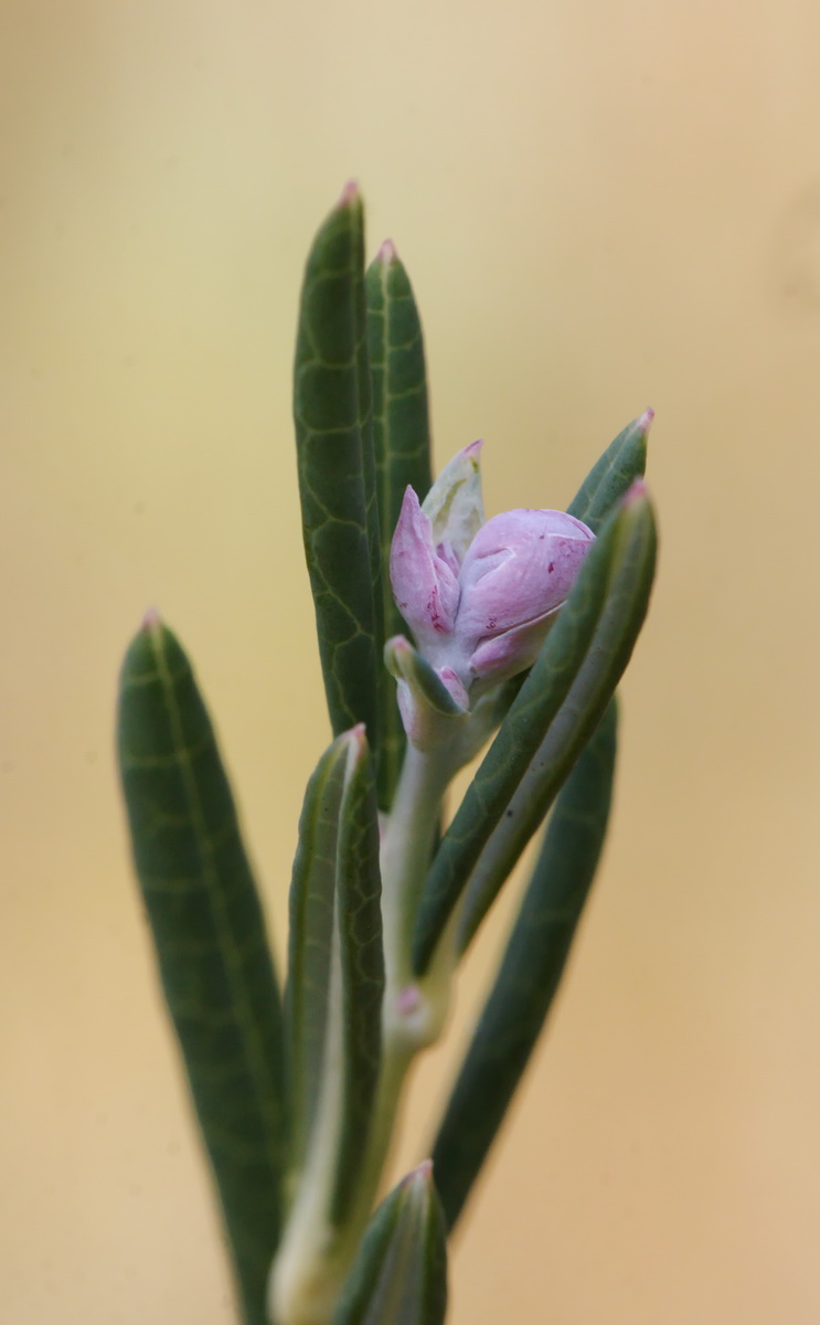 Изображение особи Andromeda polifolia.