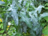 Sonchus arvensis ssp. uliginosus