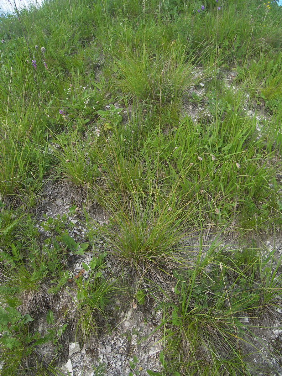 Image of Sesleria heufleriana specimen.