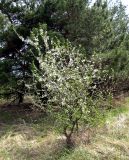 Prunus cerasifera. Цветущее деревцо, посаженное на краю степного участка. Украина, Черкасская обл., Каневский р-н, Региональный ландшафтный парк \"Трахтемиров\". 24 апреля 2010 г.