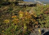 Anemonastrum biarmiense. Отплодоносившее растение в осенней окраске. Челябинская обл., хребет Уреньга, зона курумов на склоне Второй сопки, ≈ 1100 м н.у.м. 16 сентября 2017 г.