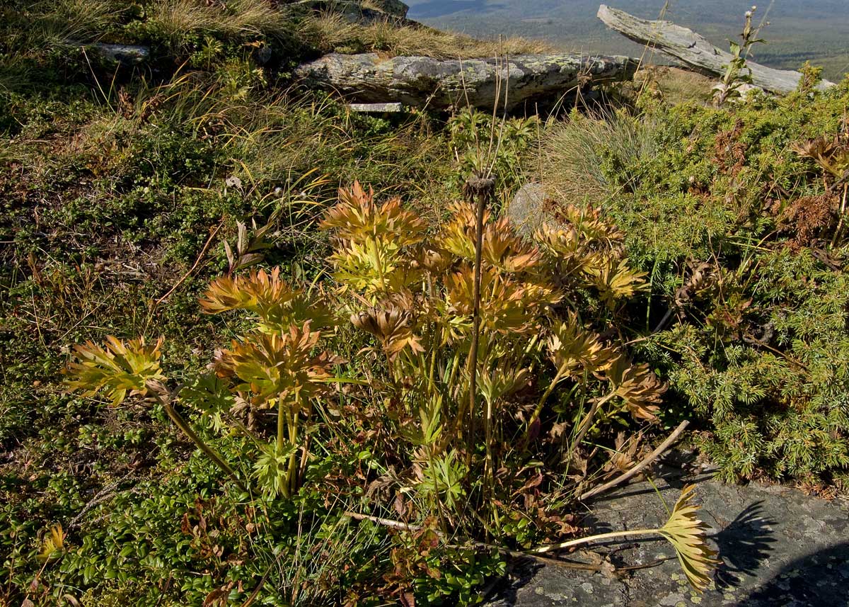 Image of Anemonastrum biarmiense specimen.