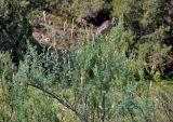 Myricaria bracteata. Верхушка ветви плодоносящего растения. Таджикистан, Фанские горы, долина р. Чапдара, ≈ 2500 м н.у.м., берег реки. 03.08.2017.