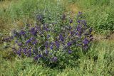 Anchusa officinalis