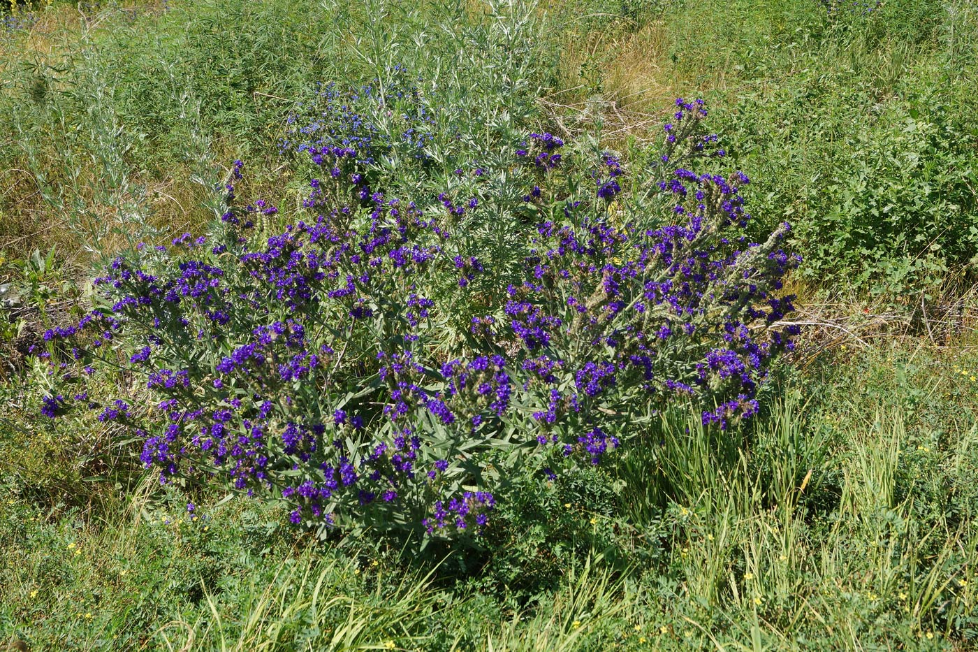 Изображение особи Anchusa officinalis.