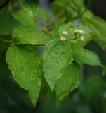 Philadelphus coronarius. Верхушка побега с бутонами. Пермский край, г. Пермь, Кировский р-н, озеленение у жилого дома. 20.06.2017.