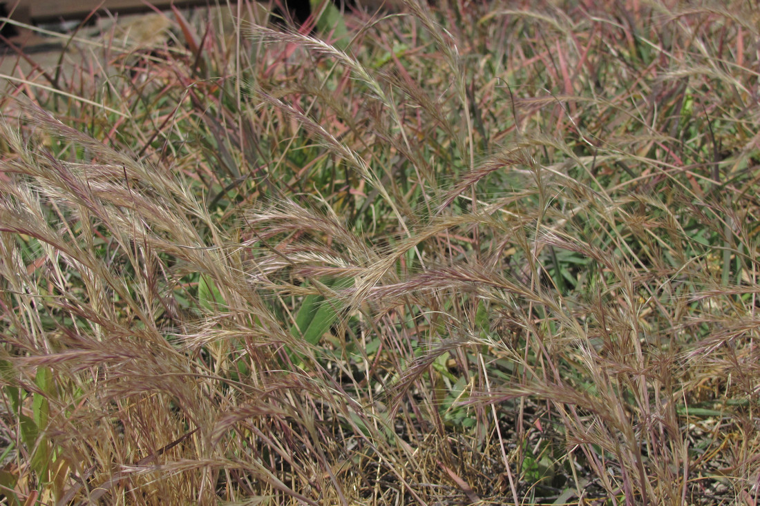 Image of Vulpia ciliata specimen.