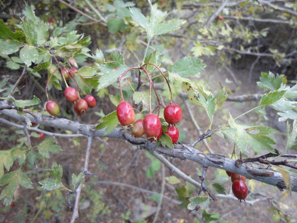 Image of Crataegus turkestanica specimen.