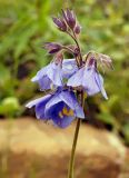 Polemonium caeruleum. Соцветие. Якутия, Нерюнгринский р-н, перед перевалом Тит, в полосе ЛЭП, среди кустов. 12.07.2016.