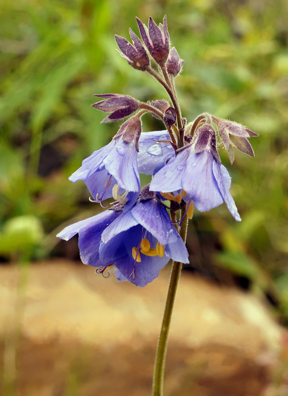 Image of Polemonium caeruleum specimen.