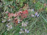 Geranium pratense subspecies sergievskajae. Цветущее растение с листьями в осенней окраске. Иркутская обл., Иркутский р-н, дер. Позднякова, луг. 17.09.2017.