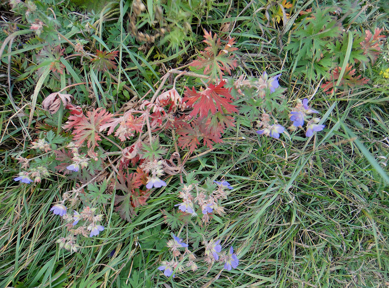 Image of Geranium pratense ssp. sergievskajae specimen.