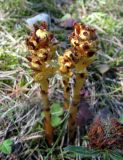 Hypopitys monotropa. Плодоносящие растения. Эстония, остров Сааремаа. Август 2017 г.