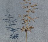 Image of taxon representative. Author is Тамара Риб