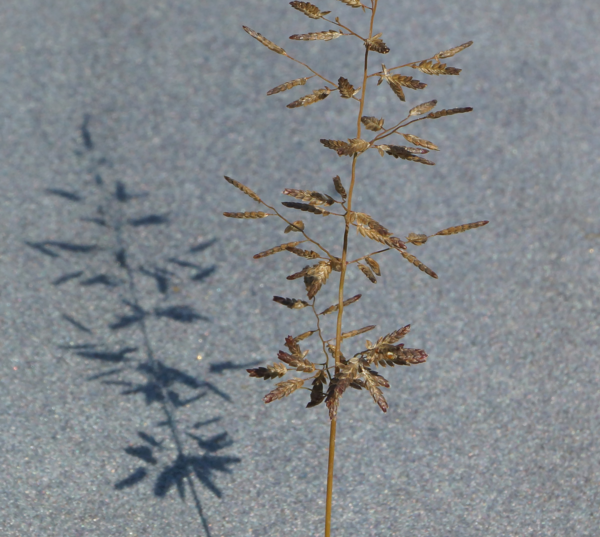 Image of Eragrostis minor specimen.