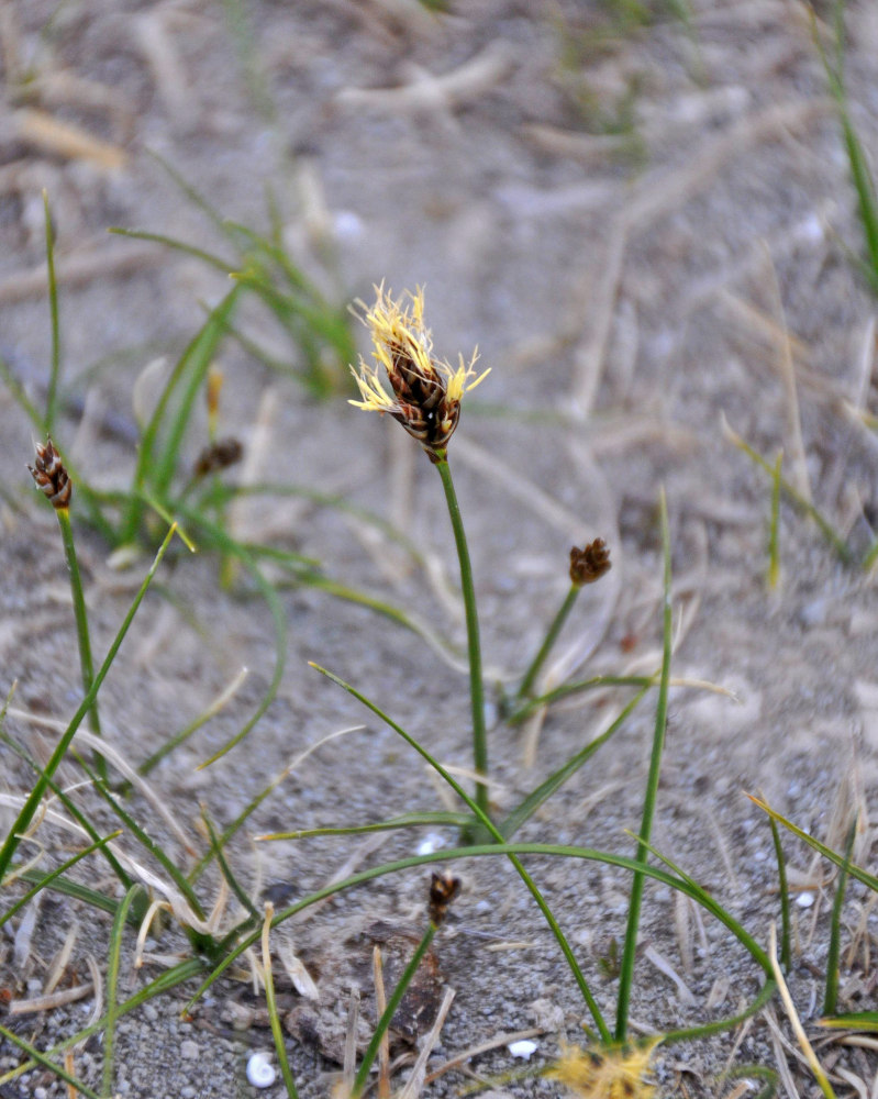 Изображение особи Carex duriuscula.