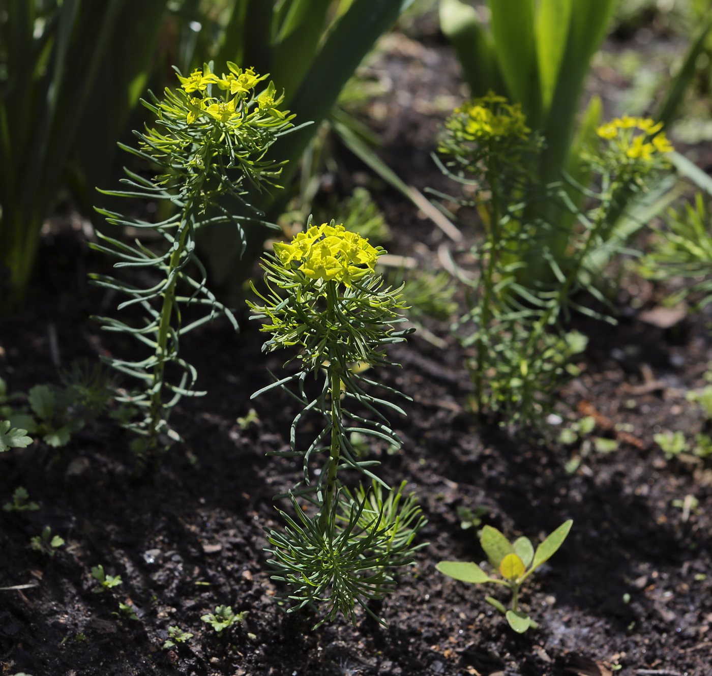 Изображение особи Euphorbia cyparissias.