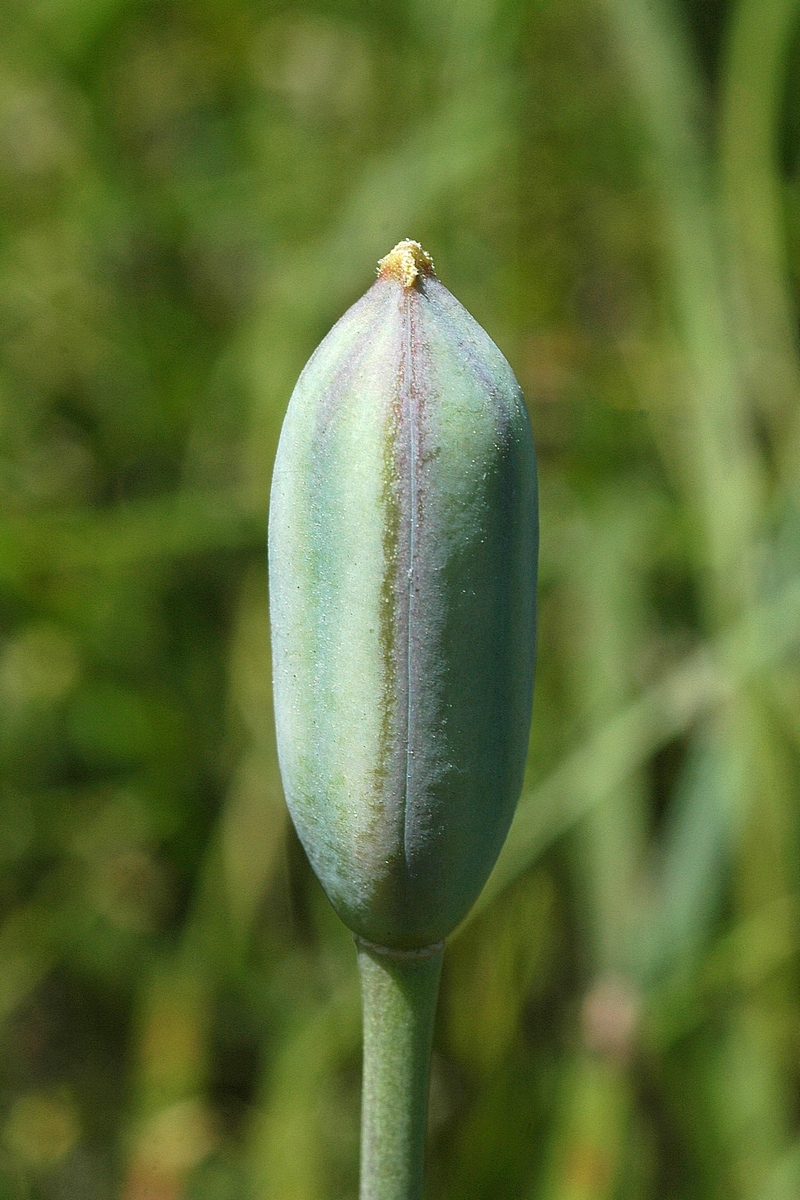 Изображение особи Tulipa kolpakowskiana.