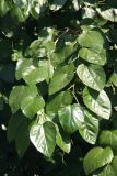 Morus alba