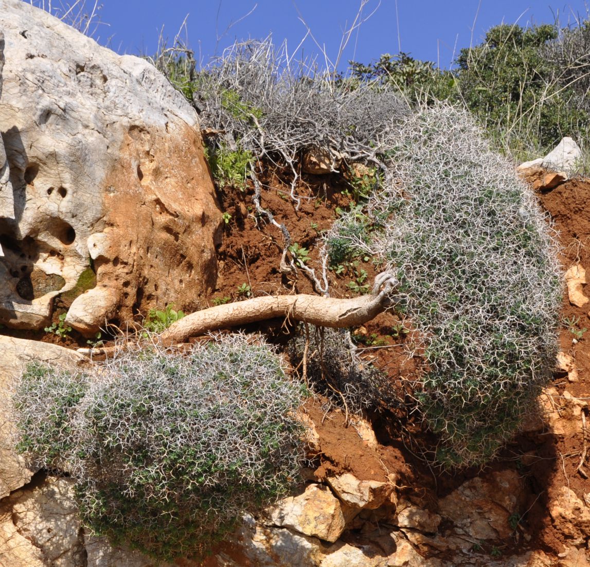 Image of Euphorbia acanthothamnos specimen.