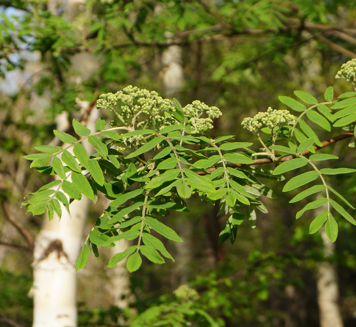 Image of Sorbus aucuparia specimen.
