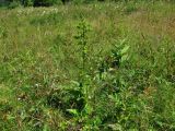Veratrum lobelianum