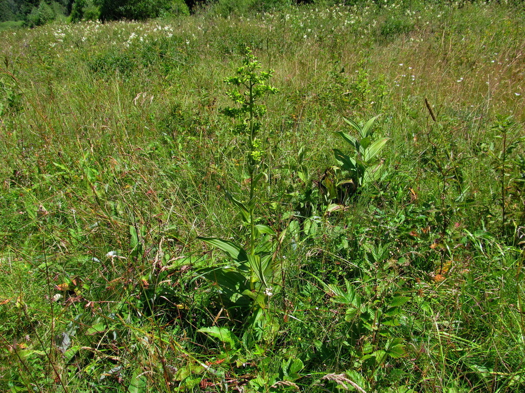 Изображение особи Veratrum lobelianum.