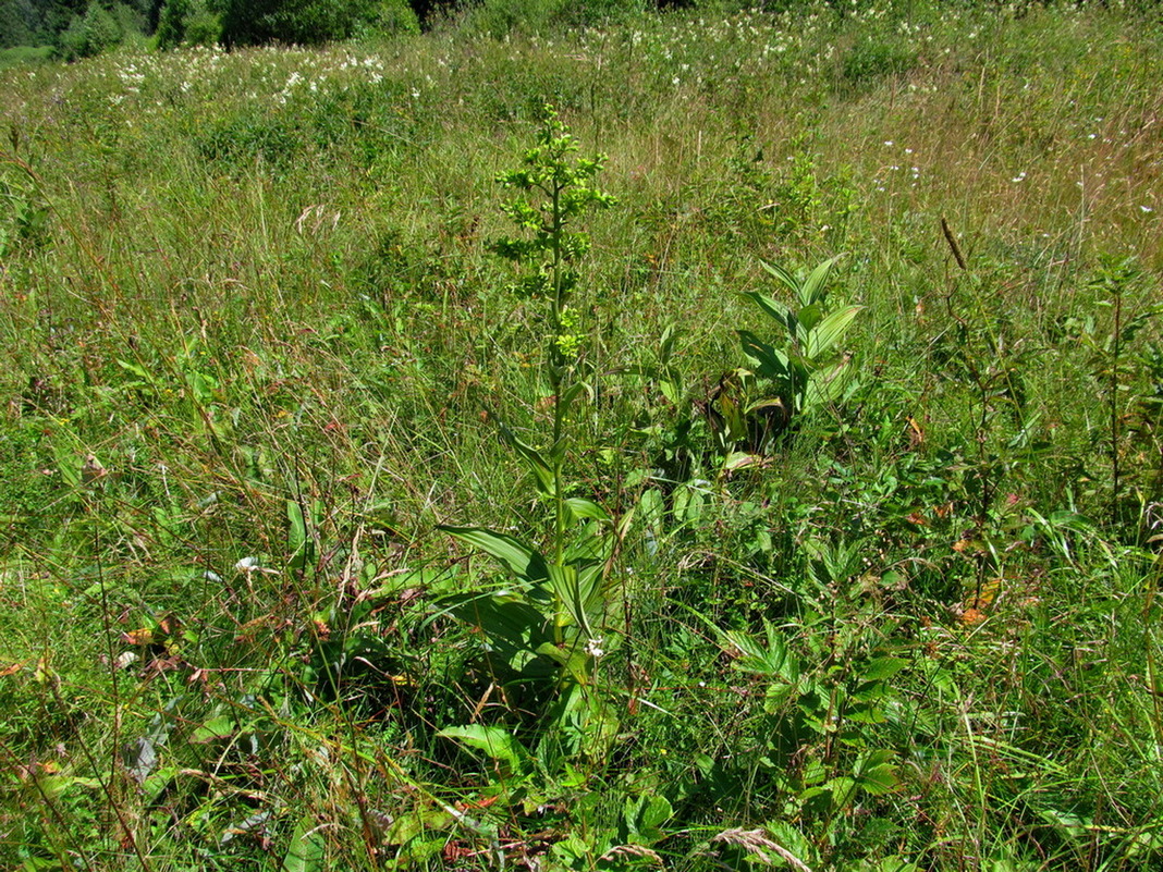 Image of Veratrum lobelianum specimen.