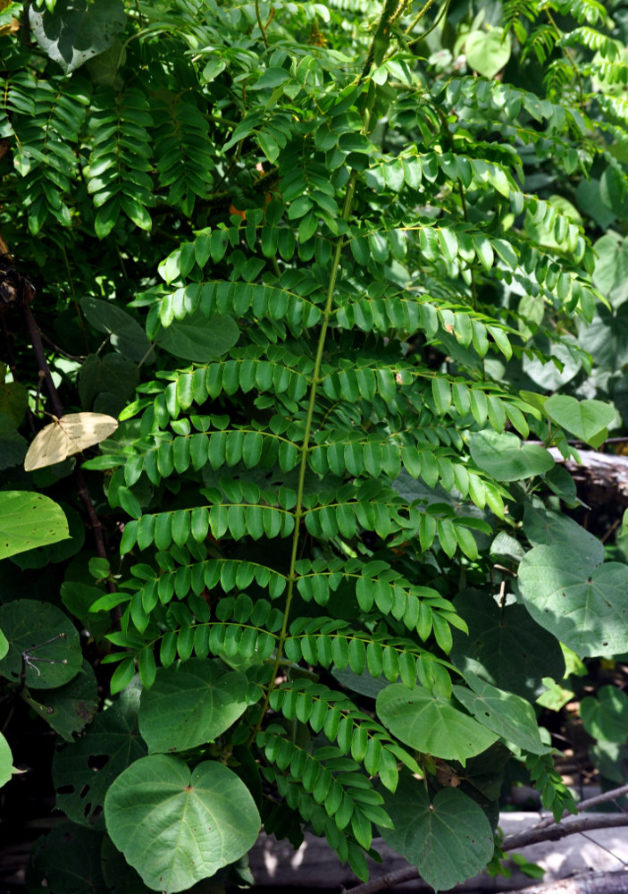 Изображение особи Caesalpinia bonduc.