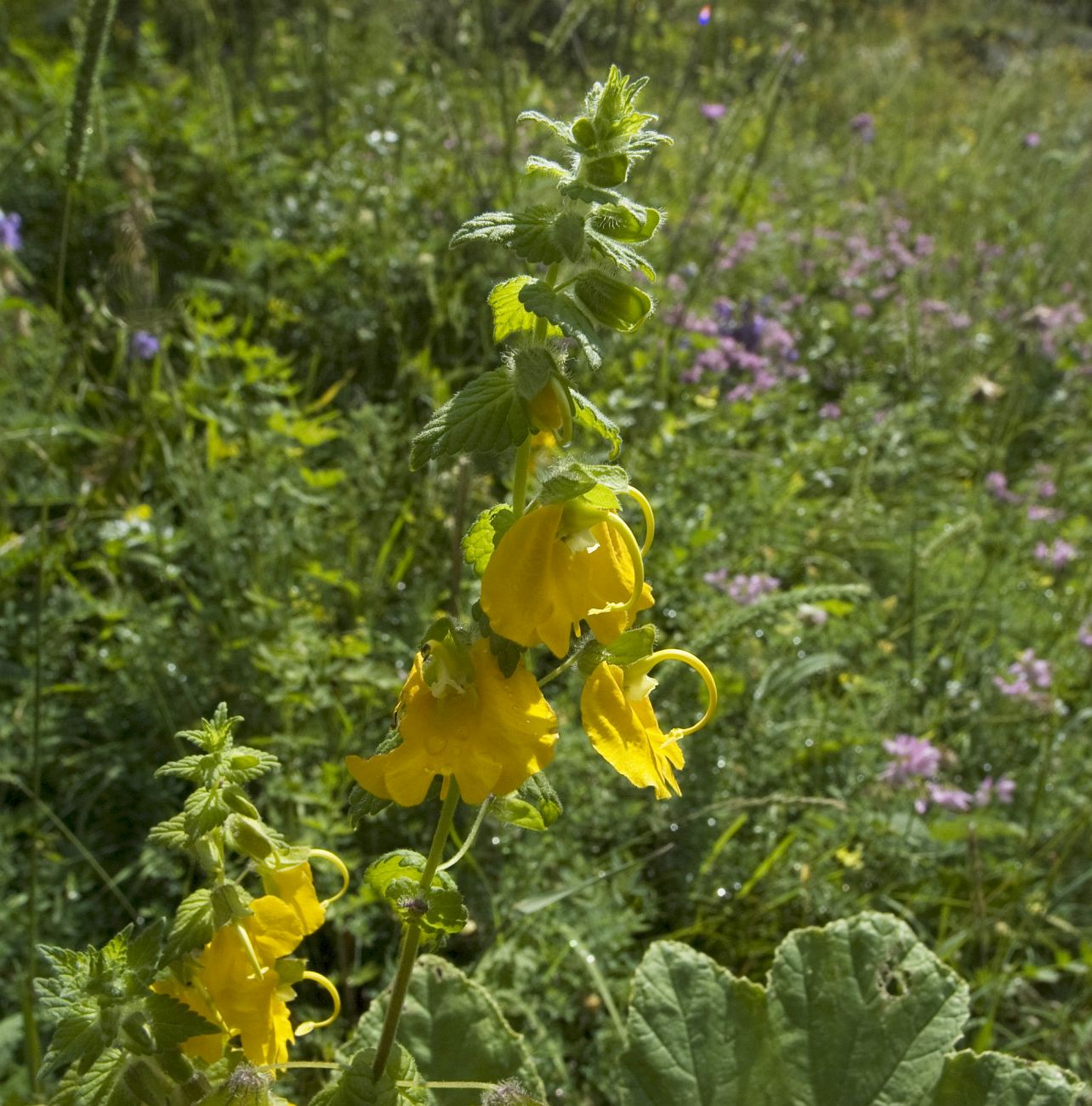 Изображение особи Rhynchocorys orientalis.