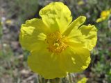 Helianthemum grandiflorum. Цветок. Крым, Байдарская долина, каменистый склон в светлом можжевеловом лесу. 21 мая 2010 г.