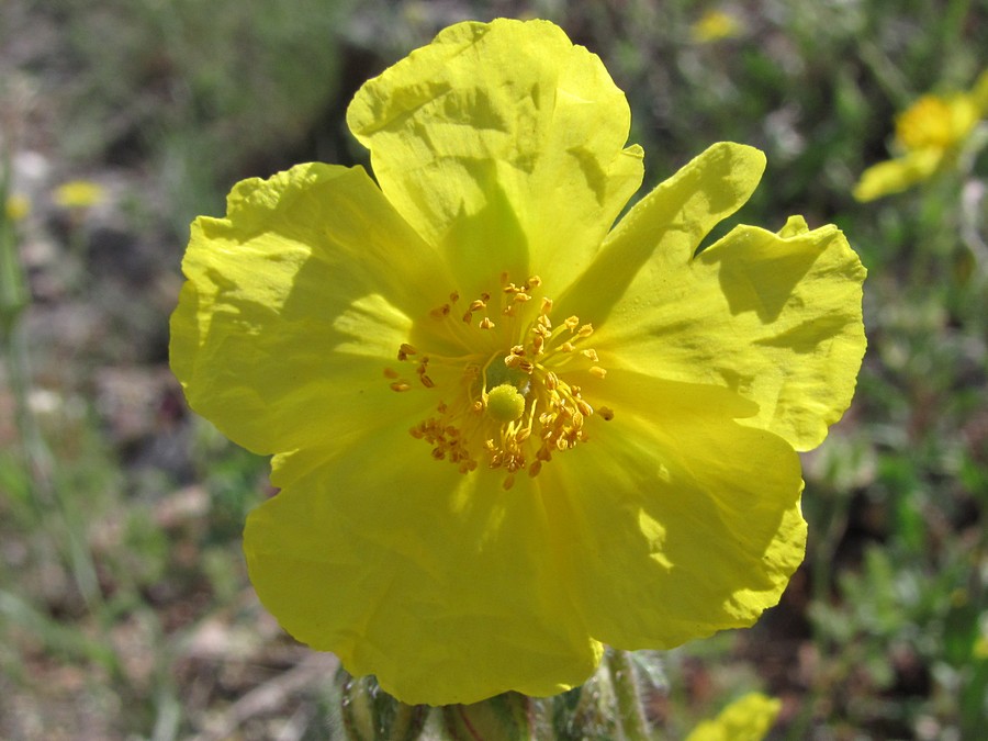 Изображение особи Helianthemum grandiflorum.