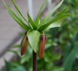 Fritillaria imperialis