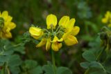 Coronilla coronata. Соцветие. Республика Адыгея, Майкопский р-н, ок. 2,5 км восточнее ст. Даховская, хребет Скалистый (Уна-Коз), поляна среди лиственного леса, у грунтовой дороги. 05.05.2018.