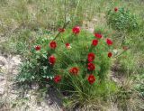 Paeonia tenuifolia