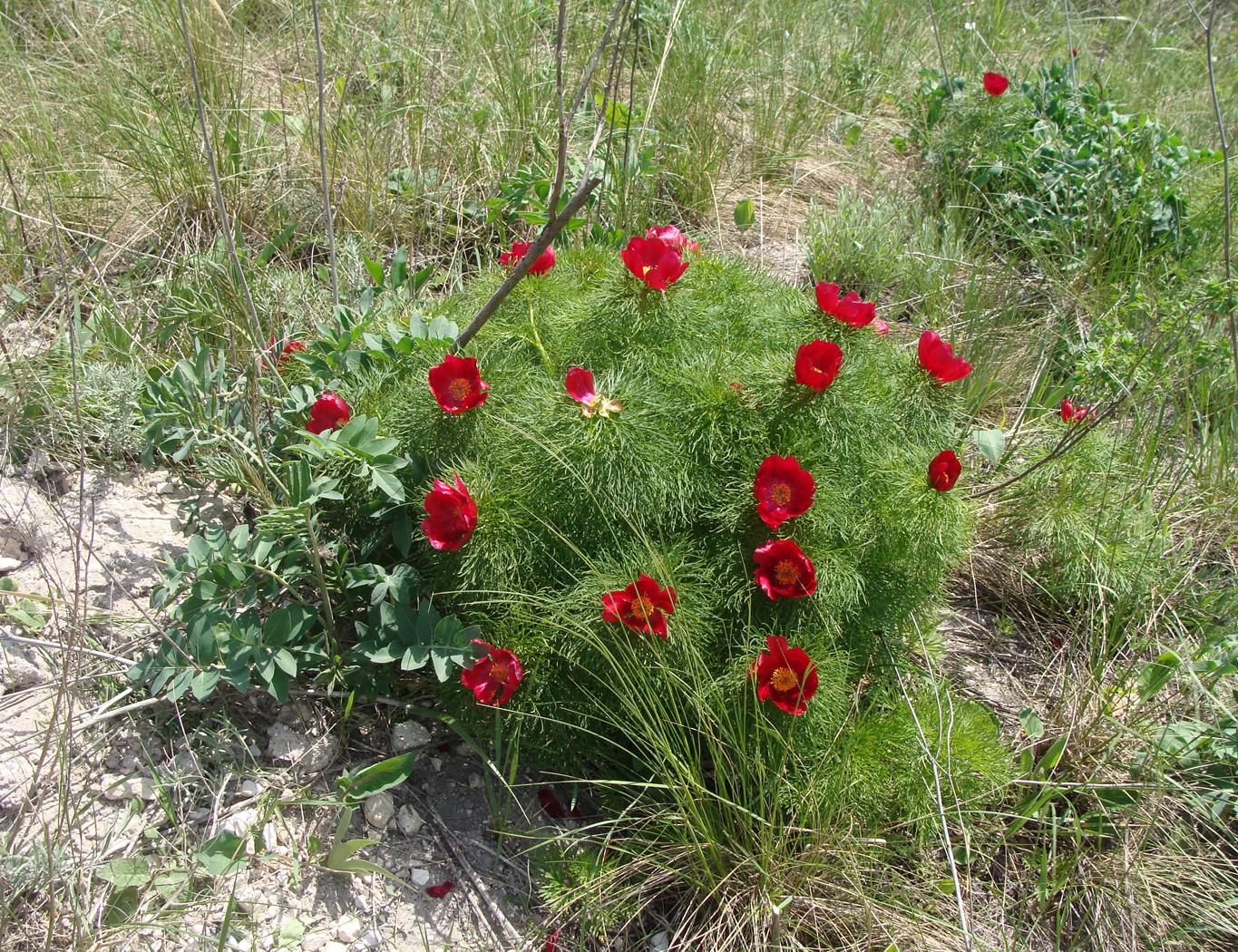 Image of Paeonia tenuifolia specimen.