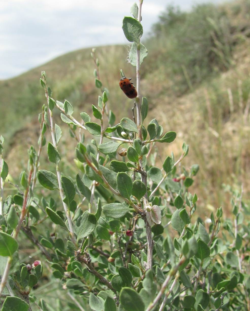 Изображение особи Atraphaxis replicata.