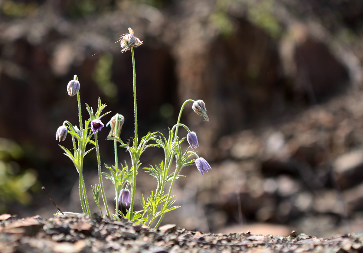 Image of Pulsatilla dahurica specimen.