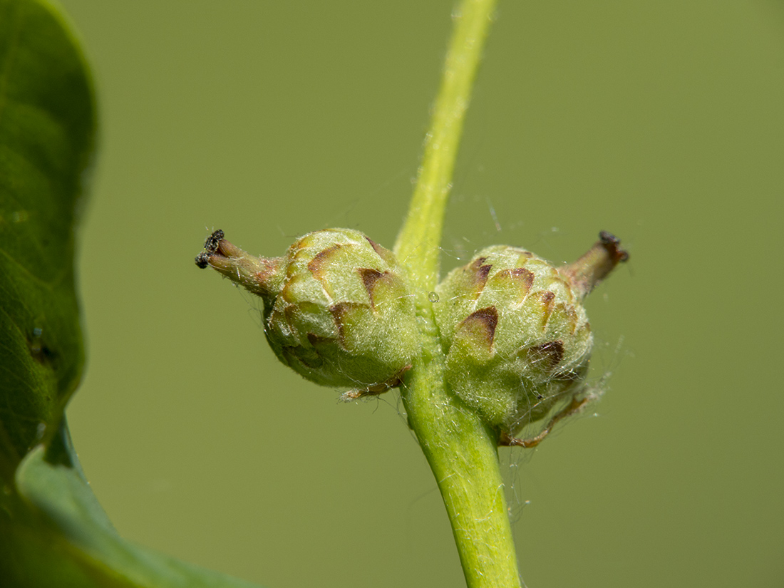 Image of Quercus robur specimen.