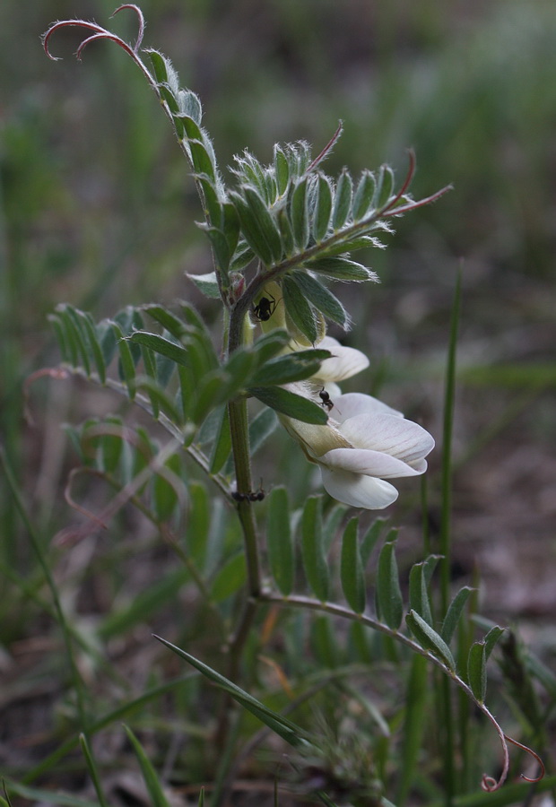 Изображение особи Vicia pannonica.