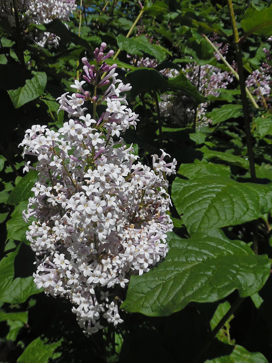 Изображение особи Syringa villosa.