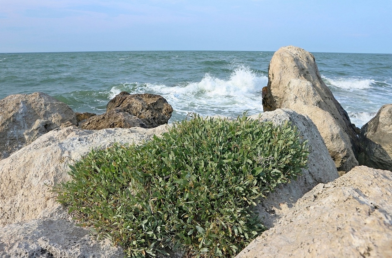 Image of Halimione verrucifera specimen.