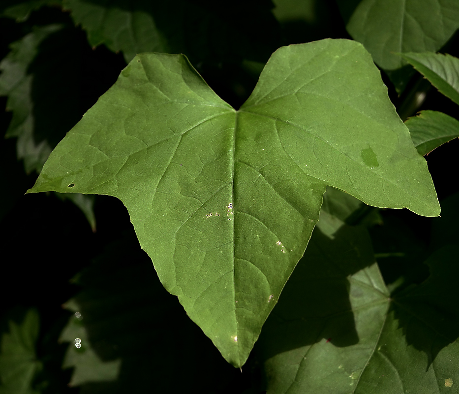 Изображение особи Echinocystis lobata.
