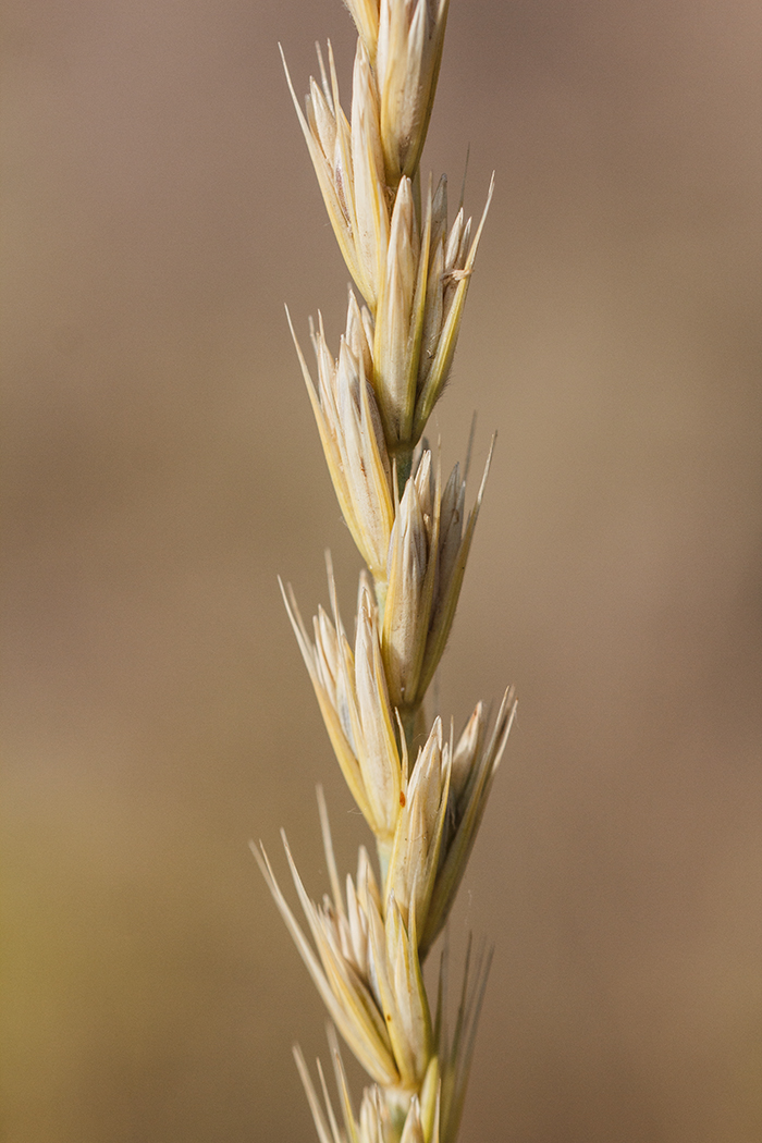 Image of Leymus racemosus specimen.