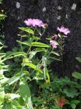 Centaurea abbreviata