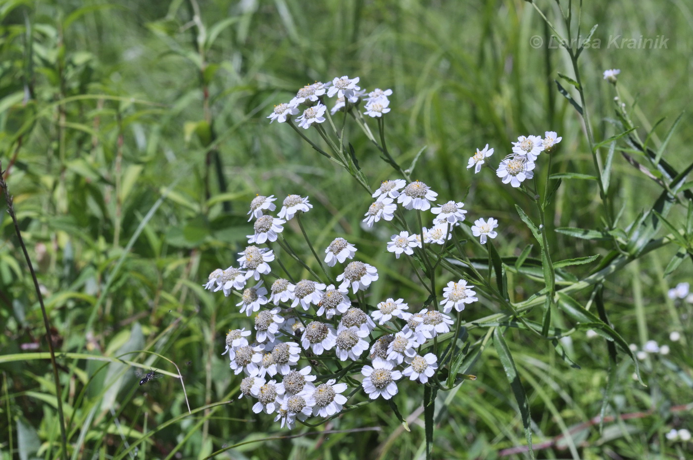 Изображение особи Achillea acuminata.